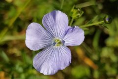 Linum bienne_Merce Vallicrosa CC BY-NC