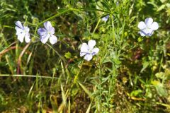 Linum bienne_Merce Vallicrosa CC BY-NC