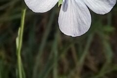 Linum bienne_Neus Julia 