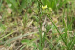 Linum strictum strictum_Jordi Puyuelo
