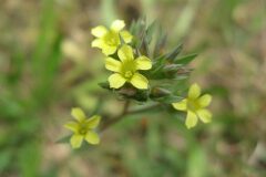 Linum strictum strictum_Jordi Puyuelo