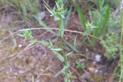 Linum strictum strictum_Merce Vallicrosa CC BY-NC