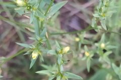 Linum strictum strictum_Merce Vallicrosa CC BY-NC