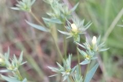 Linum strictum strictum_Merce Vallicrosa CC BY-NC