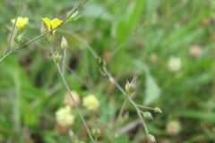 Linum trigynum_Jordi Puyuelo