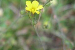 Linum trigynum_Jordi Puyuelo