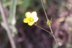 Linum trigynum_Merce Vallicrosa CC BY-NC