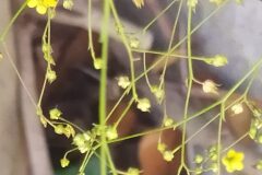 Linum trigynum_Merce Vallicrosa CC BY-NC