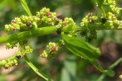 Lipandra polysperma_Merce Vallicrosa CC BY-NC