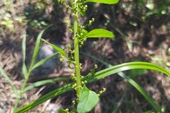 Lipandra polysperma_Merce Vallicrosa CC BY-NC