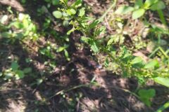 Lipandra polysperma_Merce Vallicrosa CC BY-NC