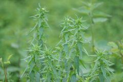 Lithospermum officinale_Francisco Aguayo CC BY-NC