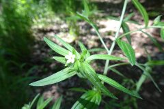 Lithospermum officinale_Josep Llovera CC BY-NC