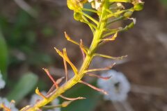 Lobularia maritima_Merce Vallicrosa CC BY-NC