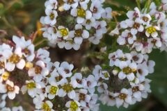 Lobularia maritima_Merce Vallicrosa CC BY-NC