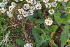 Lobularia maritima_Merce Vallicrosa CC BY-NC