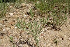 Logfia gallica_Josep Llovera CC BY-NC