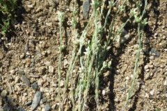 Logfia minima_Pere Barnola CC BY-SA