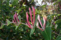 Lonicera implexa_Joanjo Garcia CC BY-NC