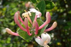 Lonicera implexa_Joanjo Garcia CC BY-NC