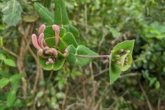 Lonicera implexa_Katarzyna Zarnowiec CC BY-SA