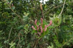 Lonicera implexa_Katarzyna Zarnowiec CC BY-SA