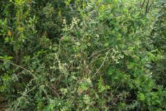 Lonicera implexa_Katarzyna Zarnowiec CC BY-SA