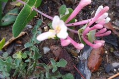 Lonicera implexa_Merce Vallicrosa CC BY-NC