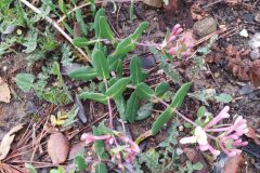 Lonicera implexa_Merce Vallicrosa CC BY-NC