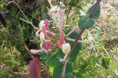 Lonicera implexa_Montserrat Garcia