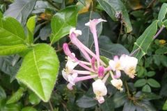 Lonicera implexa_Montserrat Garcia
