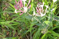 Lonicera implexa_Neus Julia CC BY-SA