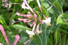 Lonicera implexa_Neus Julia CC BY-SA