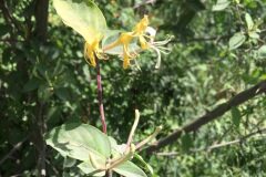 Lonicera japonica_Joanjo Garcia CC BY-NC