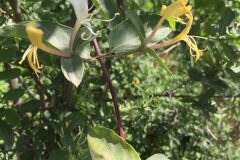 Lonicera japonica_Joanjo Garcia CC BY-NC
