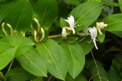 Lonicera japonica_Merce Vallicrosa CC BY-NC