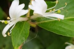 Lonicera japonica_Merce Vallicrosa CC BY-NC