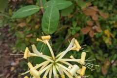 Lonicera periclymenum_Katarzyna Zarnowiec CC BY-SA