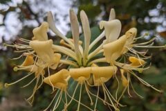 Lonicera periclymenum_Katarzyna Zarnowiec CC BY-SA