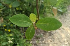 Lonicera periclymenum_Katarzyna Zarnowiec CC BY-SA