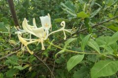 Lonicera periclymenum_Katarzyna Zarnowiec CC BY-SA