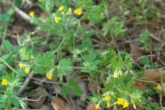 Lotus angustissimus_Joaquim Reberte