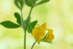 Lotus angustissimus_Joaquim Reberte