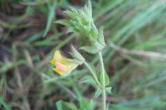 Lotus angustissimus_Jordi Puyuelo