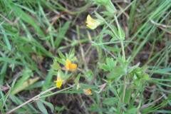 Lotus angustissimus_Jordi Puyuelo