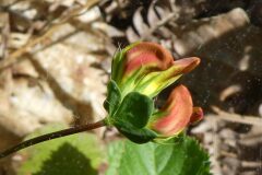 Lotus corniculatus_Anna Llandrich