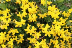 Lotus corniculatus_Isabel Gallen