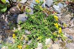 Lotus corniculatus_Jordi Bassols CC BY-NC SA