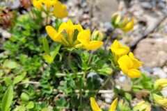 Lotus corniculatus_Jordi Bassols CC BY-NC SA