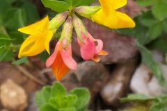 Lotus corniculatus_Merce Vallicrosa CC BY-NC
